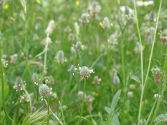 Plantago lagopus