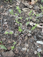 Moehringia trinervia