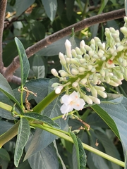 Aesculus californica