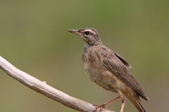 Anthus leucophrys