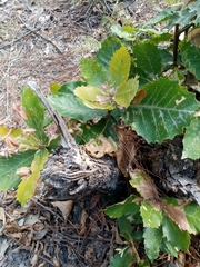 Sceloporus variabilis olloporus