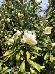 Carpenteria