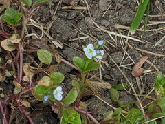 Veronica serpyllifolia