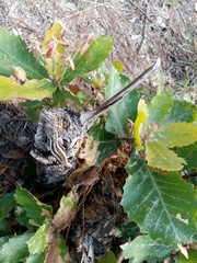 Sceloporus variabilis olloporus