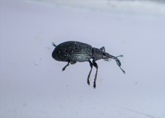 Stenopterapion meliloti