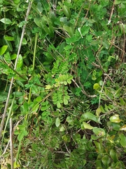 Hippocrepis emerus emerus