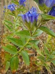 Gentiana spathacea