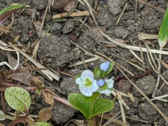 Veronica serpyllifolia