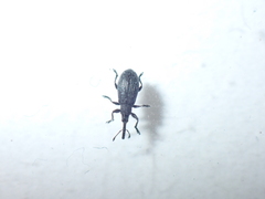 Stenopterapion meliloti