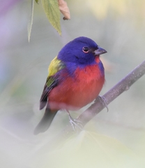 Passerina ciris image