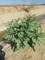 Astragalus crotalariae