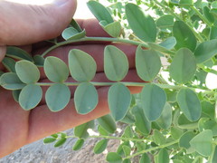 Astragalus crotalariae