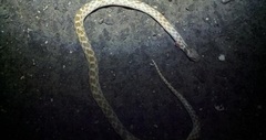 Hypsiglena ochrorhynchus klauberi