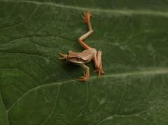 Boana bischoffi