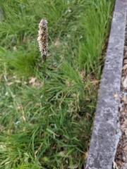 Alopecurus pratensis