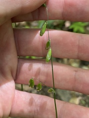Melica mutica