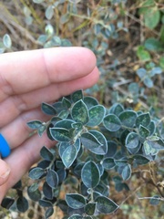Podalyria sericea