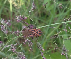 Spilostethus rivularis