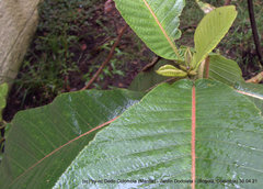 Saurauia scabrida