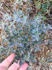 Podalyria sericea