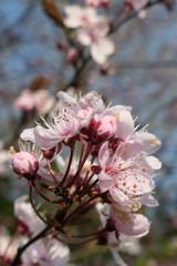 Prunus prostrata