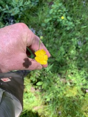 Ranunculus hispidus caricetorum