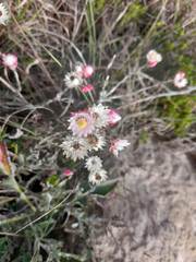 Achyranthemum affine