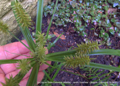Cyperus hermaphroditus