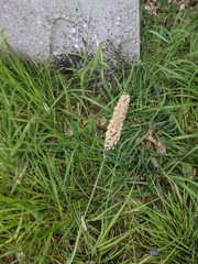 Alopecurus pratensis