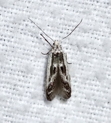 Blastodacna