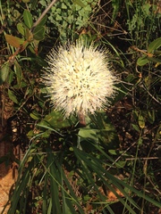 Haemanthus humilis