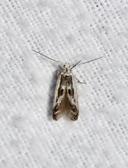 Blastodacna