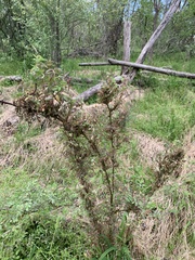 Phyllocoptes fructiphilus