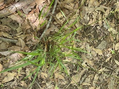 Melica mutica