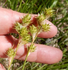 Carex reniformis