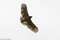 Buteo brachypterus