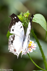 Protogoniomorpha duprei
