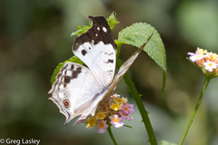 Protogoniomorpha duprei