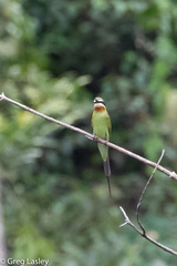 Merops superciliosus