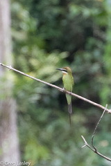 Merops superciliosus