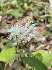 Tiarella austrina