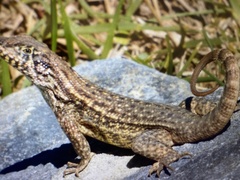 Leiocephalus carinatus