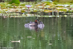 Tachybaptus pelzelnii