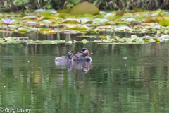 Tachybaptus pelzelnii