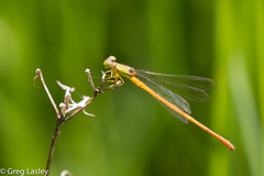 Ceriagrion auritum