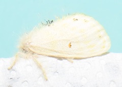 Euproctis bicolor