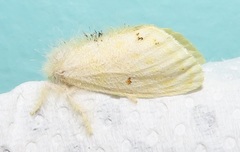Euproctis bicolor