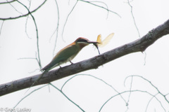 Merops superciliosus