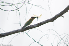 Merops superciliosus