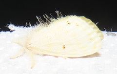 Euproctis bicolor